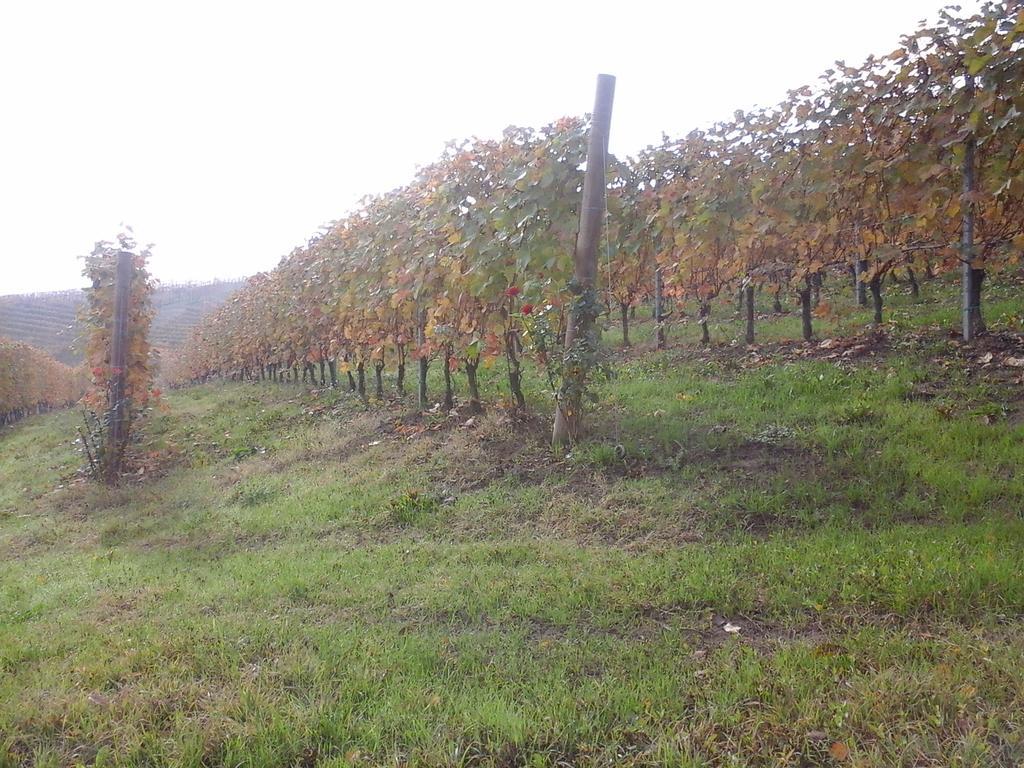 Agriturismo Il Ciabot Villa Barolo Dış mekan fotoğraf